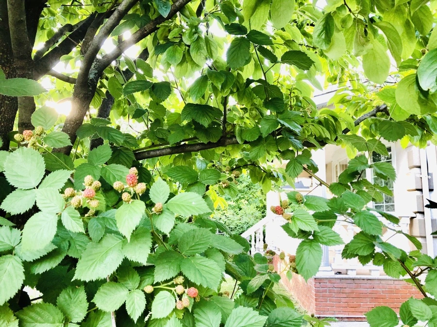 IMG_1490.jpg?type=w966