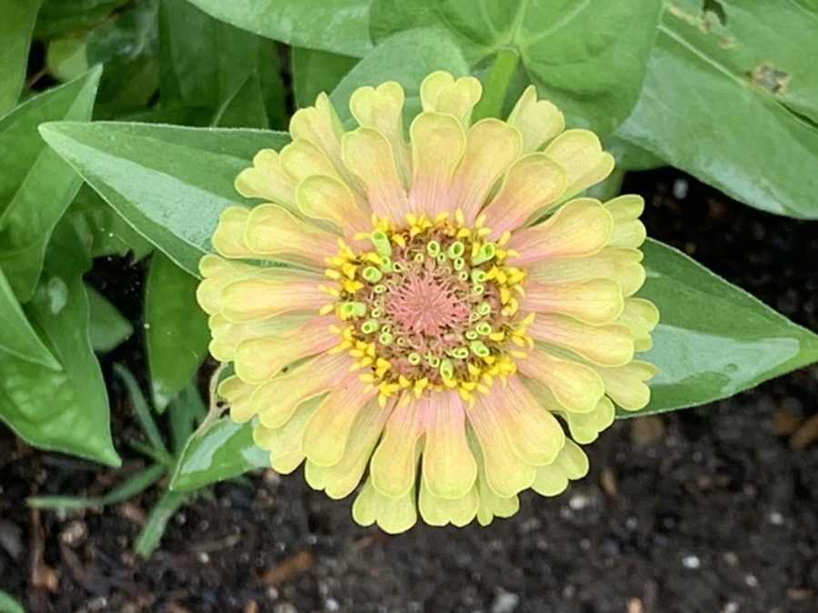 IMG_9557.jpg?type=w966