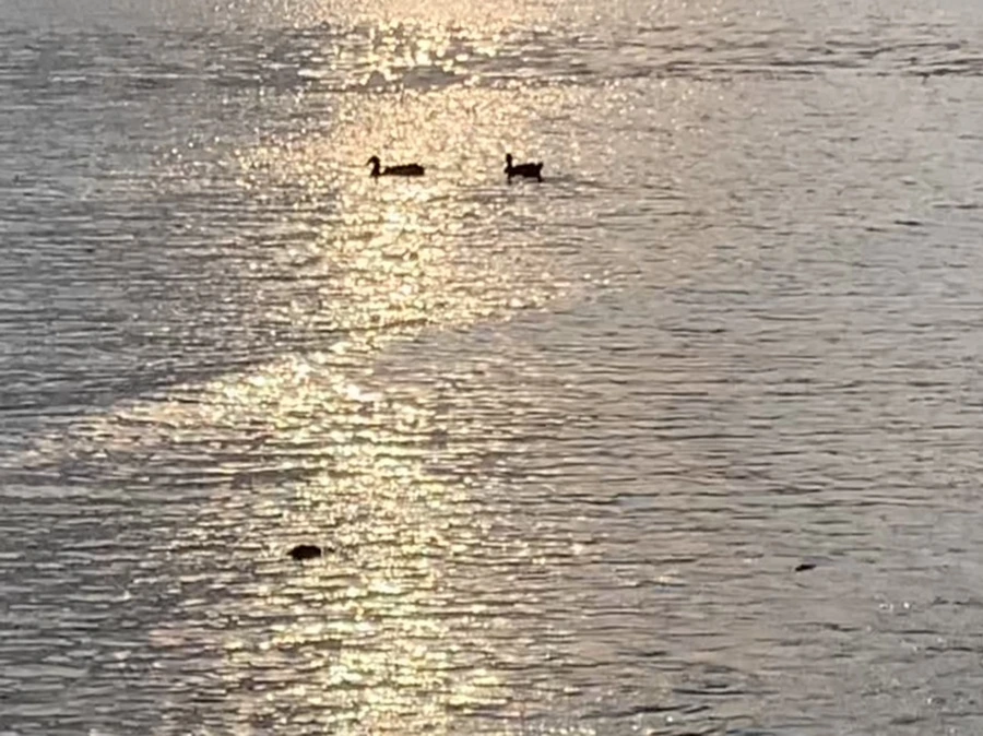 IMG_9912.jpg?type=w966