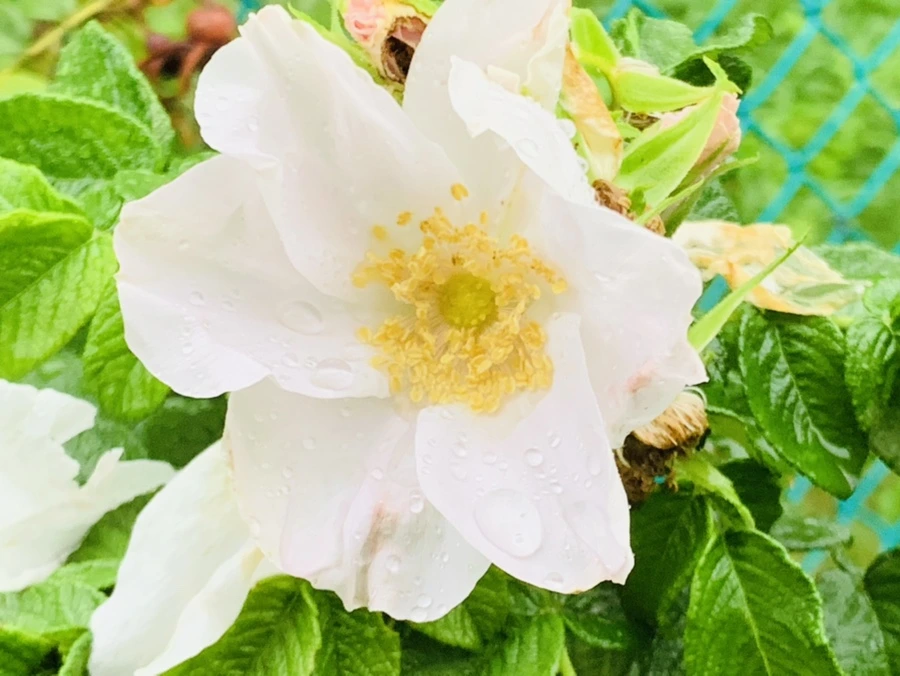 IMG_3716.jpg?type=w966