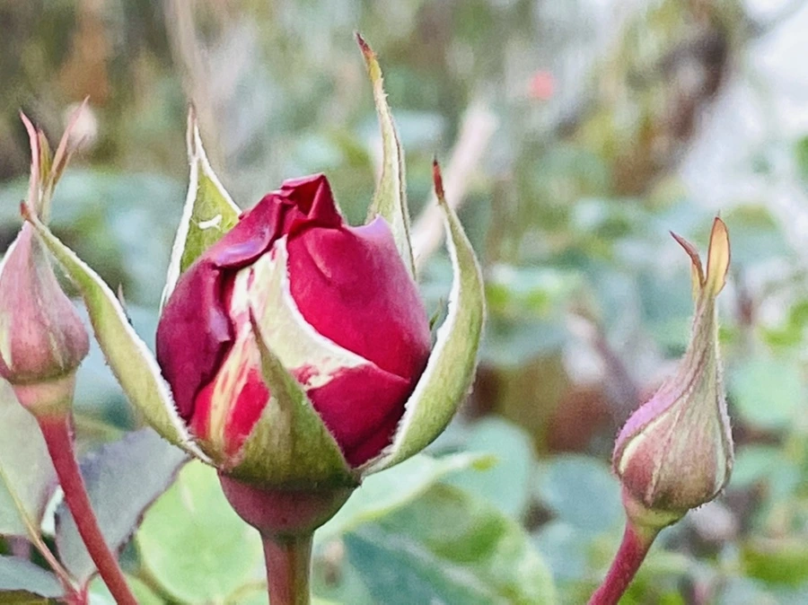 IMG_5932.jpg?type=w966