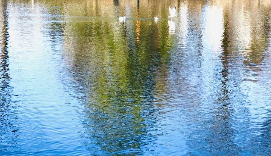 IMG_9741.jpg?type=w966