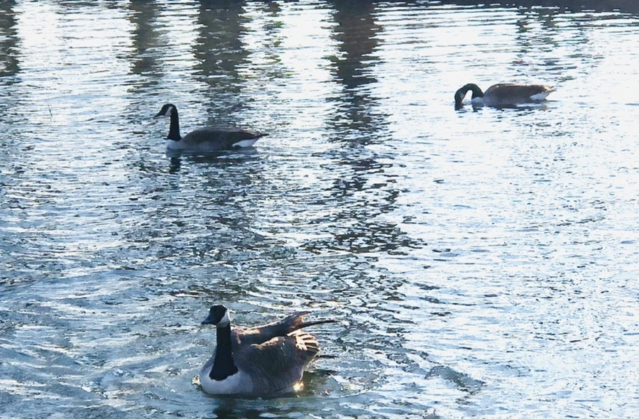 IMG_4288.jpg?type=w966