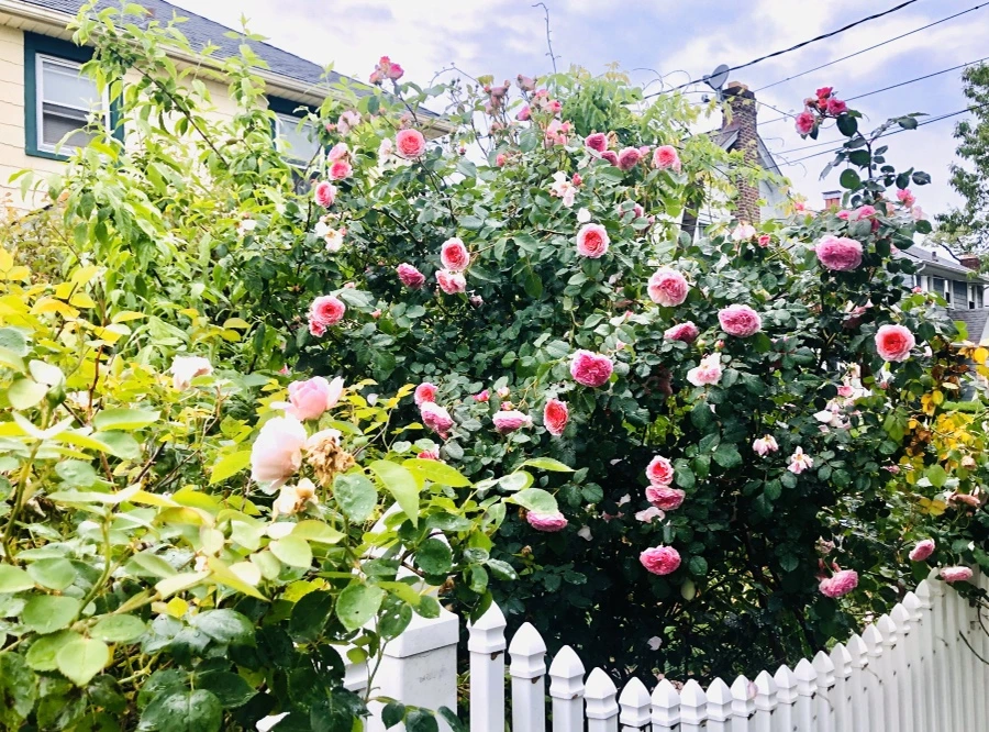 IMG_8127.jpg?type=w966