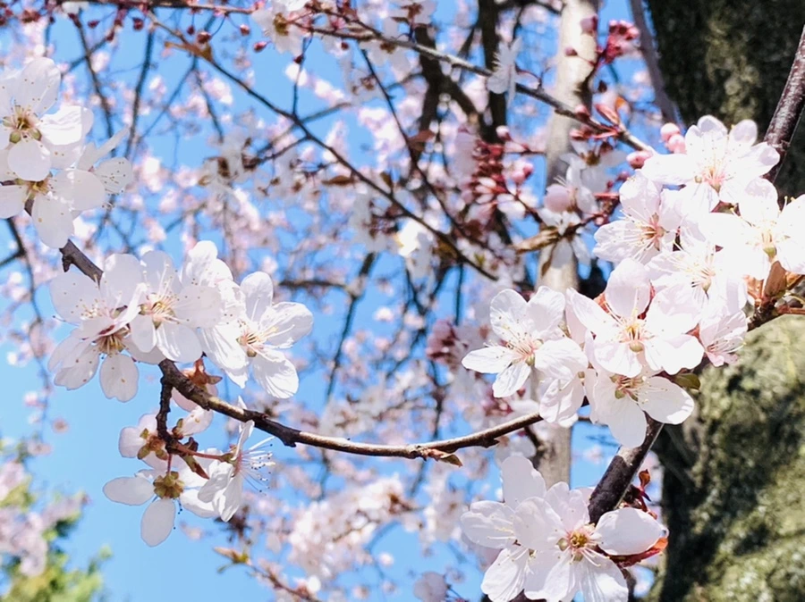 IMG_7995.jpg?type=w966