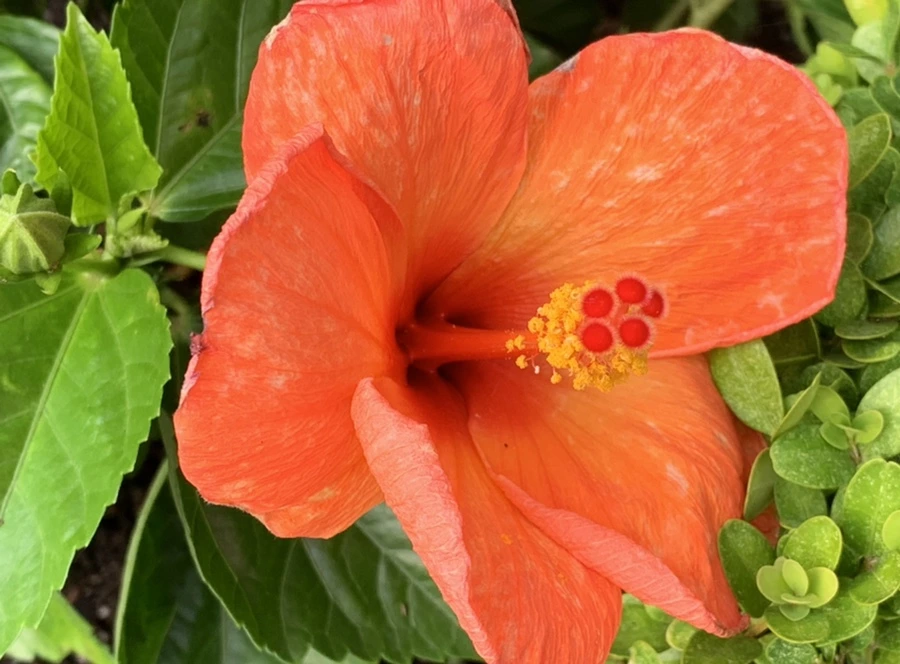 IMG_5685.jpg?type=w966