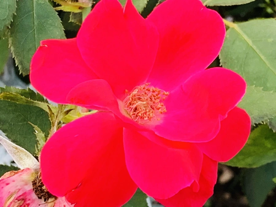 IMG_2953.jpg?type=w966