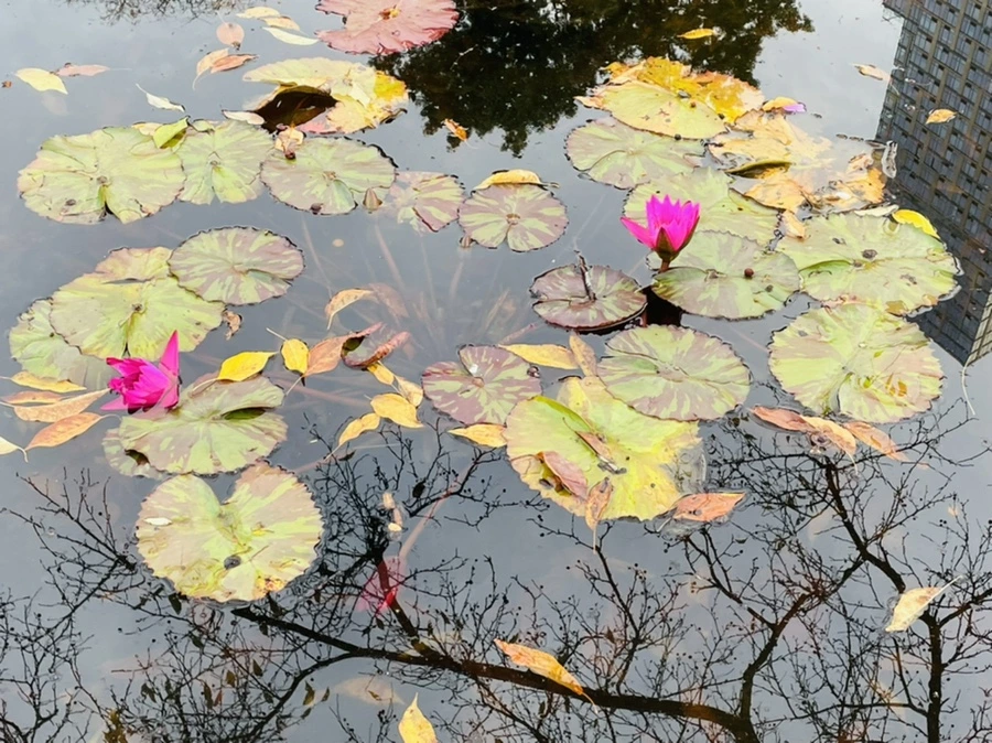 IMG_1260.jpg?type=w966