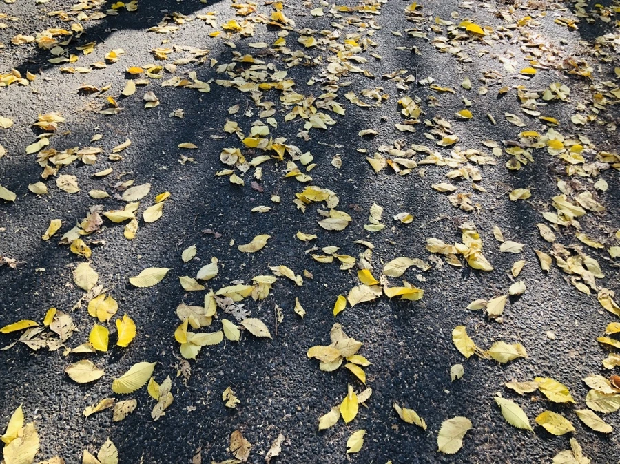 IMG_3466.jpg?type=w966