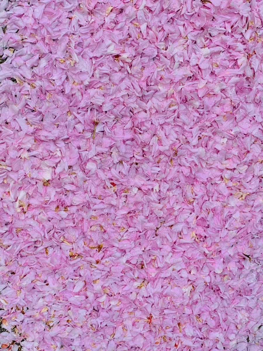 IMG_7261.jpg?type=w966