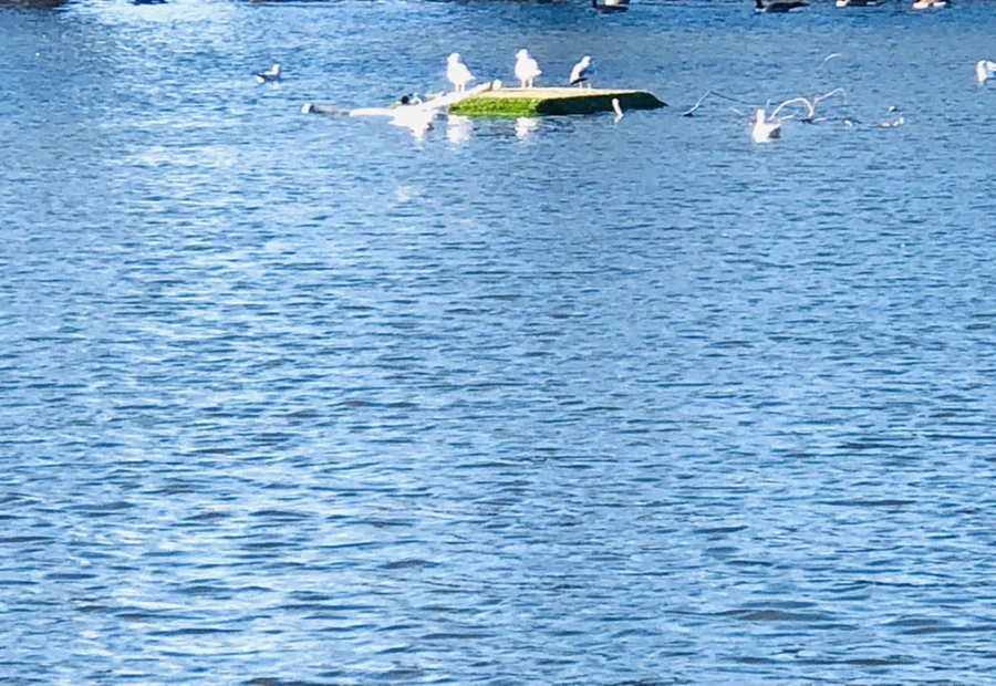 IMG_9260.jpg?type=w966