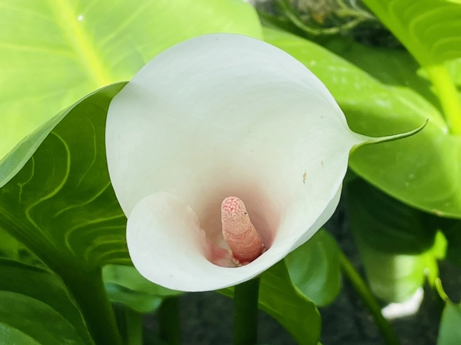 IMG_4219.jpg?type=w966