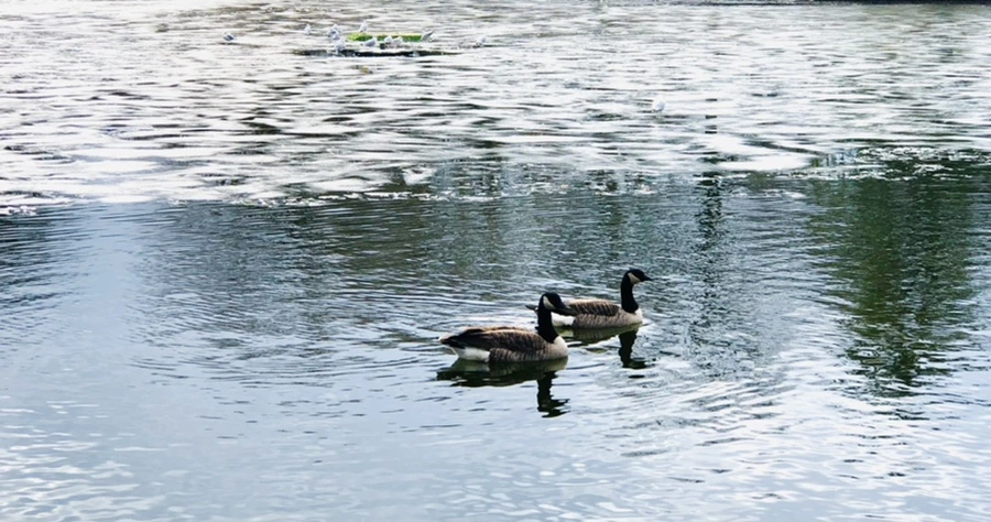 IMG_5119.jpg?type=w966