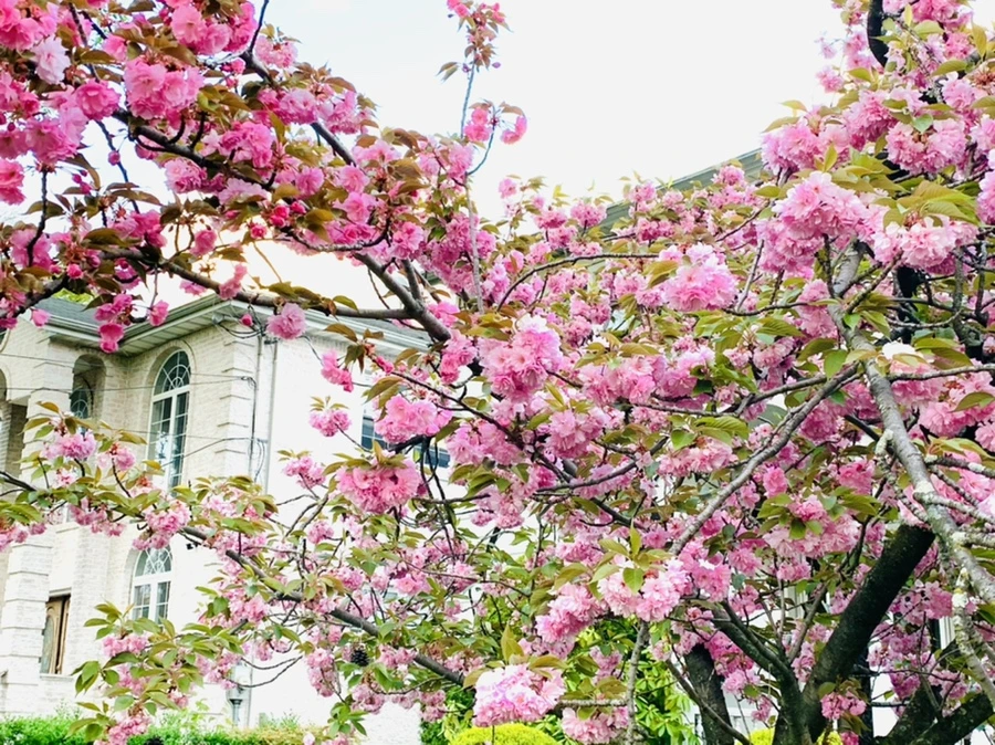 IMG_7625.jpg?type=w966