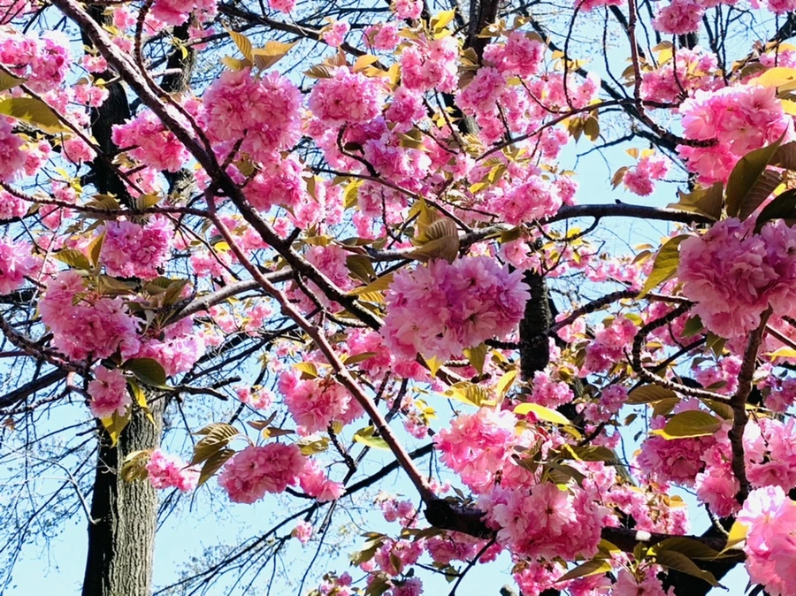 IMG_5837.jpg?type=w966