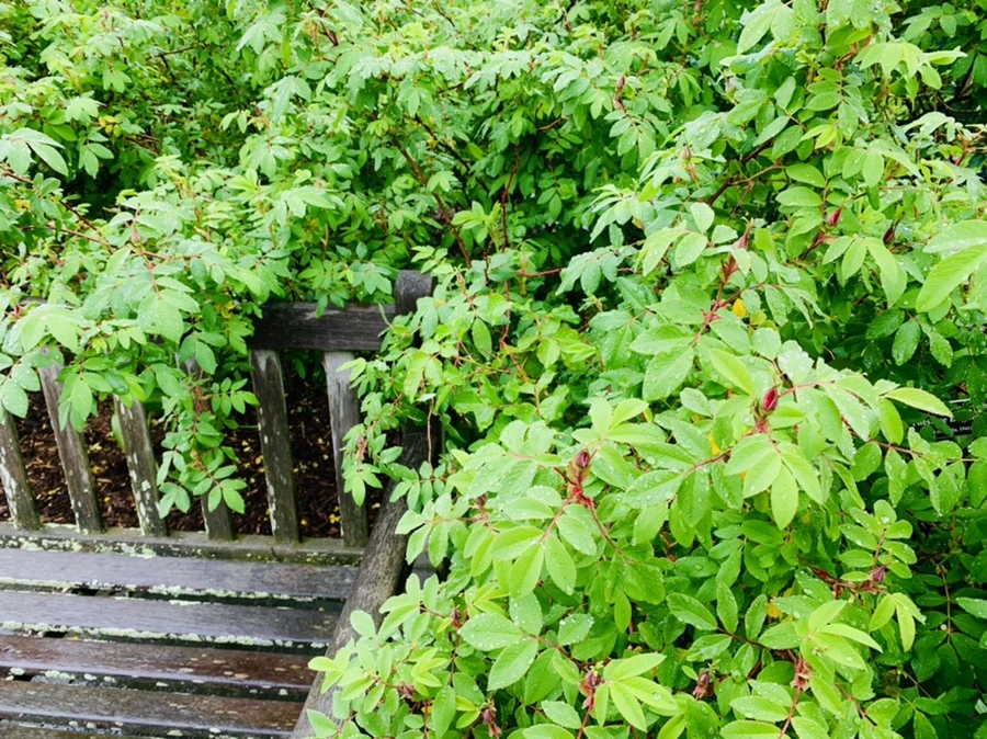 IMG_0018.jpg?type=w966