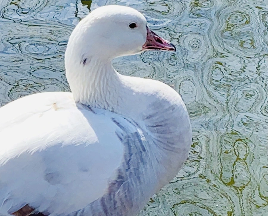 IMG_0575.jpg?type=w966