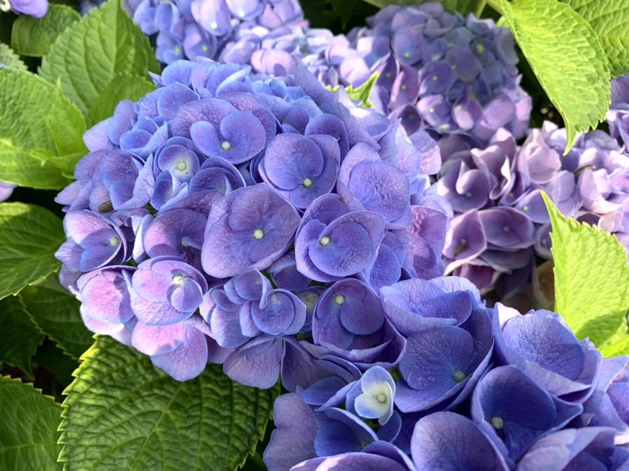 IMG_5980.jpg?type=w966