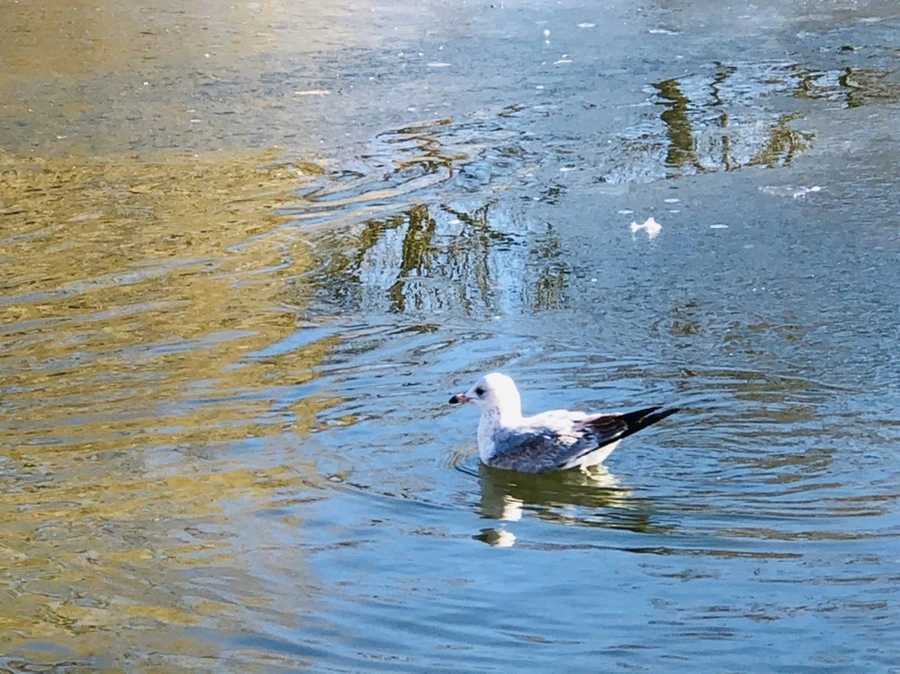 IMG_7713.jpg?type=w966