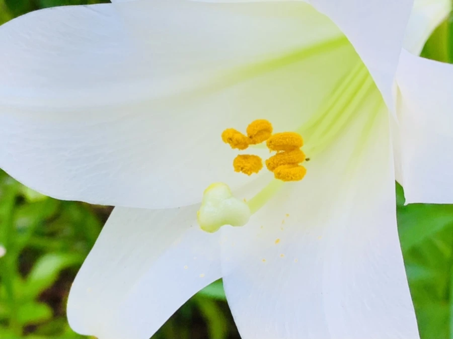 IMG_8741.jpg?type=w966