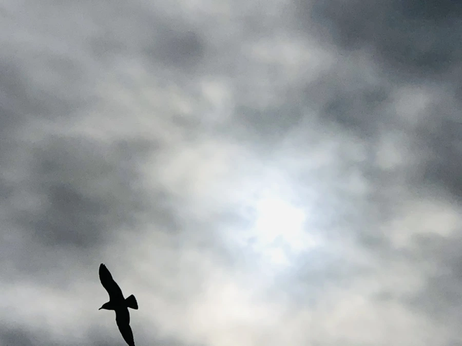 IMG_2487.jpg?type=w966