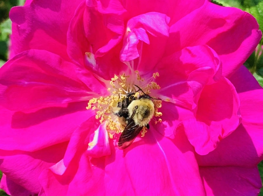 IMG_4175.jpg?type=w966