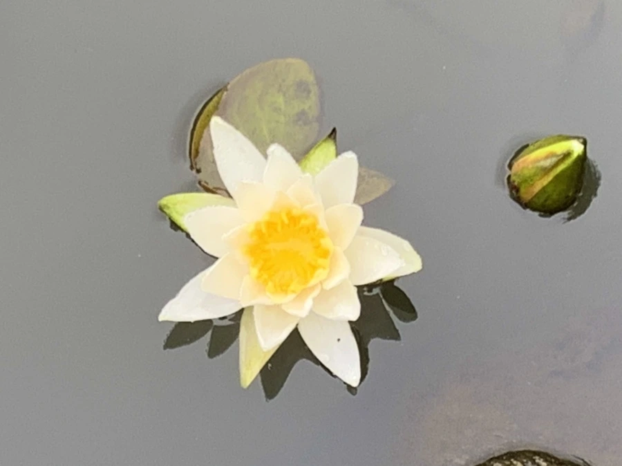 IMG_4855.jpg?type=w966