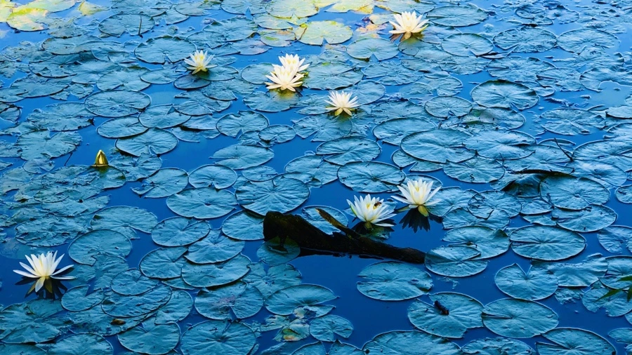 IMG_3796.jpg?type=w966