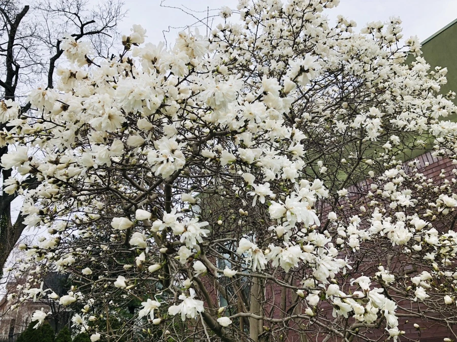 IMG_2619.jpg?type=w966