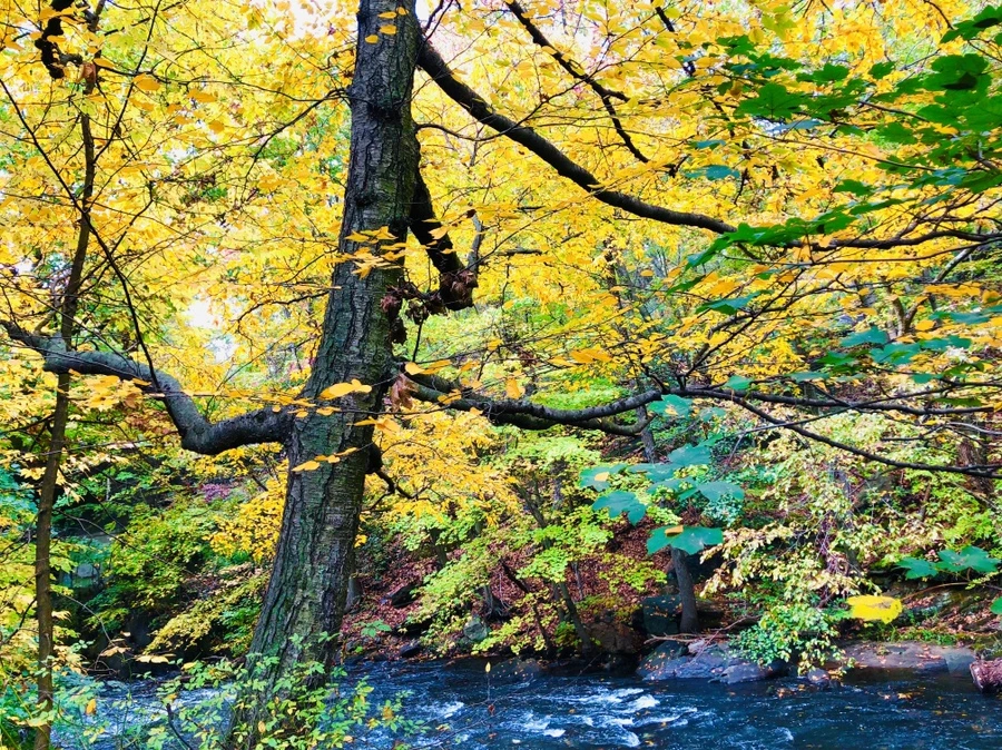 IMG_2265.jpg?type=w966