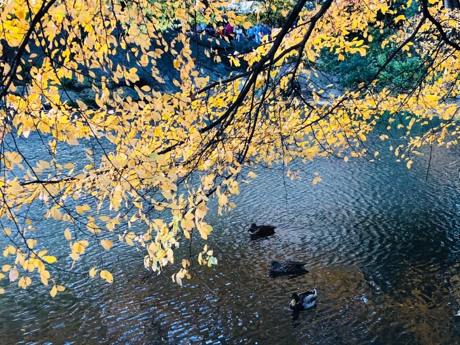 IMG_7310.jpg?type=w966