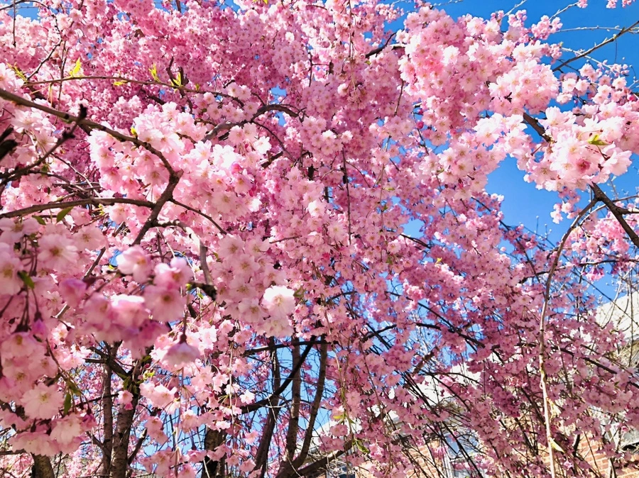 IMG_3050.jpg?type=w966