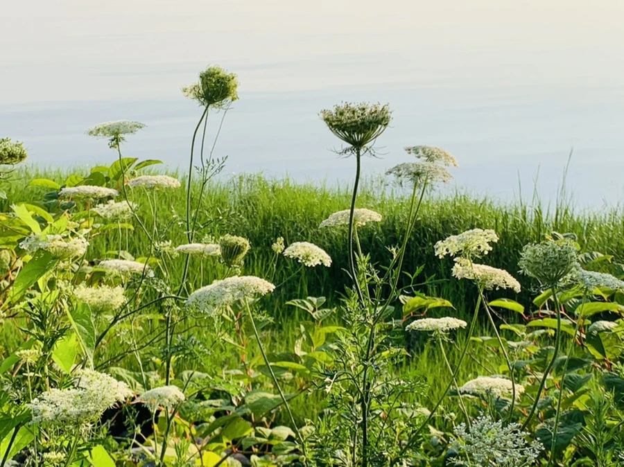 IMG_6468.jpg?type=w966