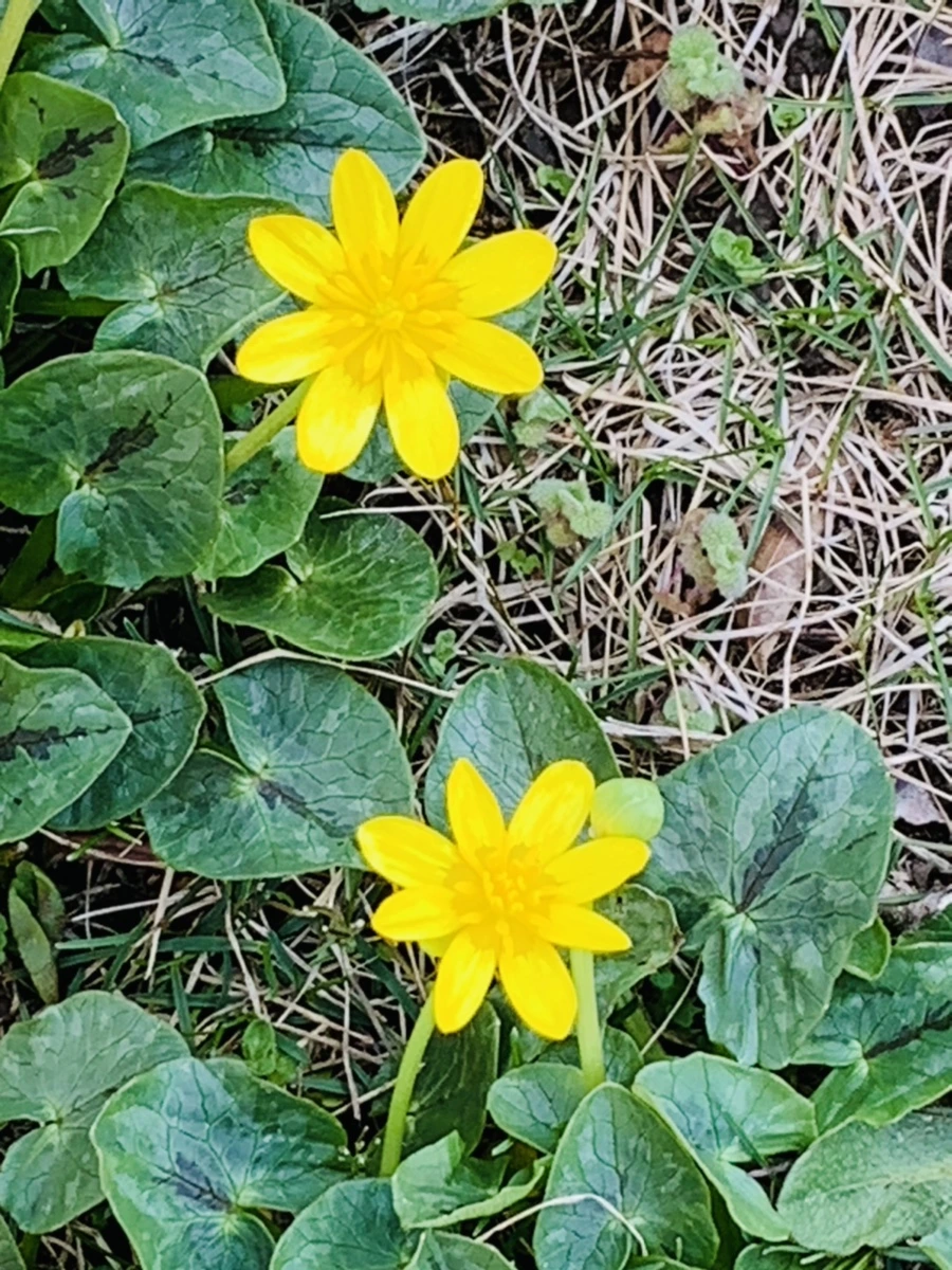 IMG_4540.jpg?type=w966