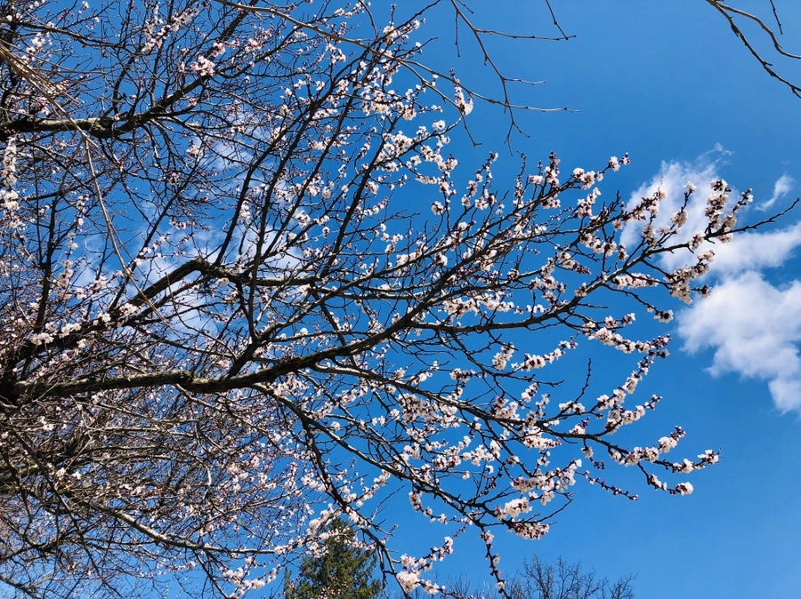 IMG_2170.jpg?type=w966