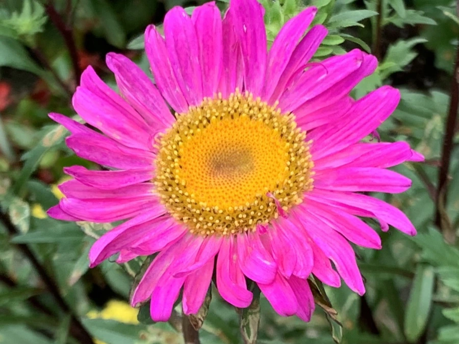 IMG_5893.jpg?type=w966