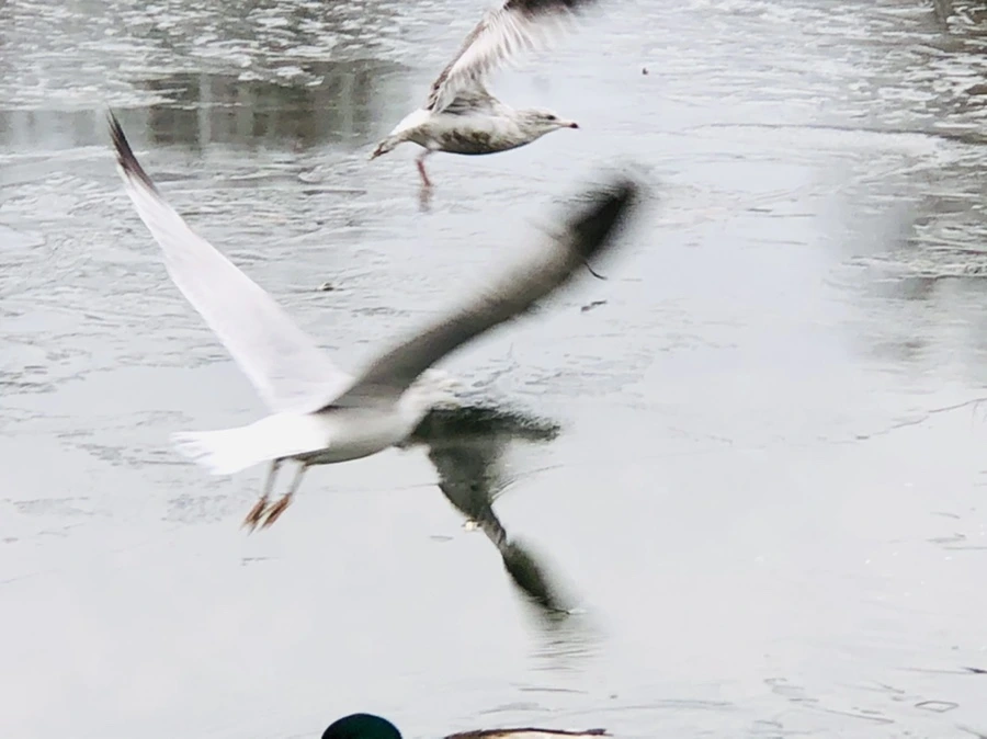 IMG_9007.jpg?type=w966