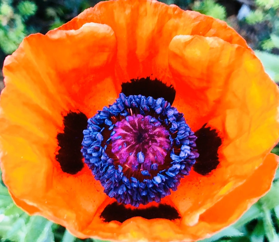 IMG_8374.jpg?type=w966