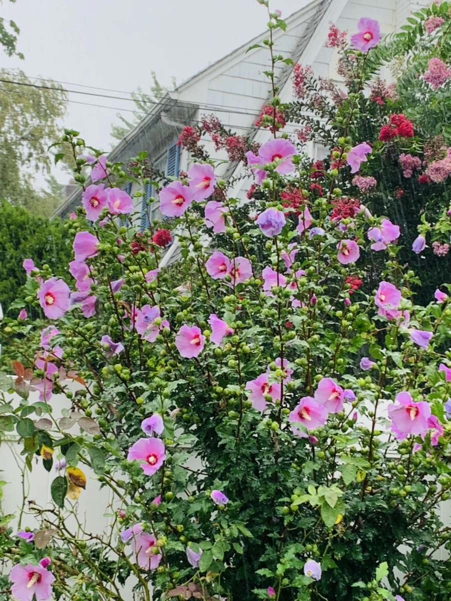 IMG_3826.jpg?type=w966