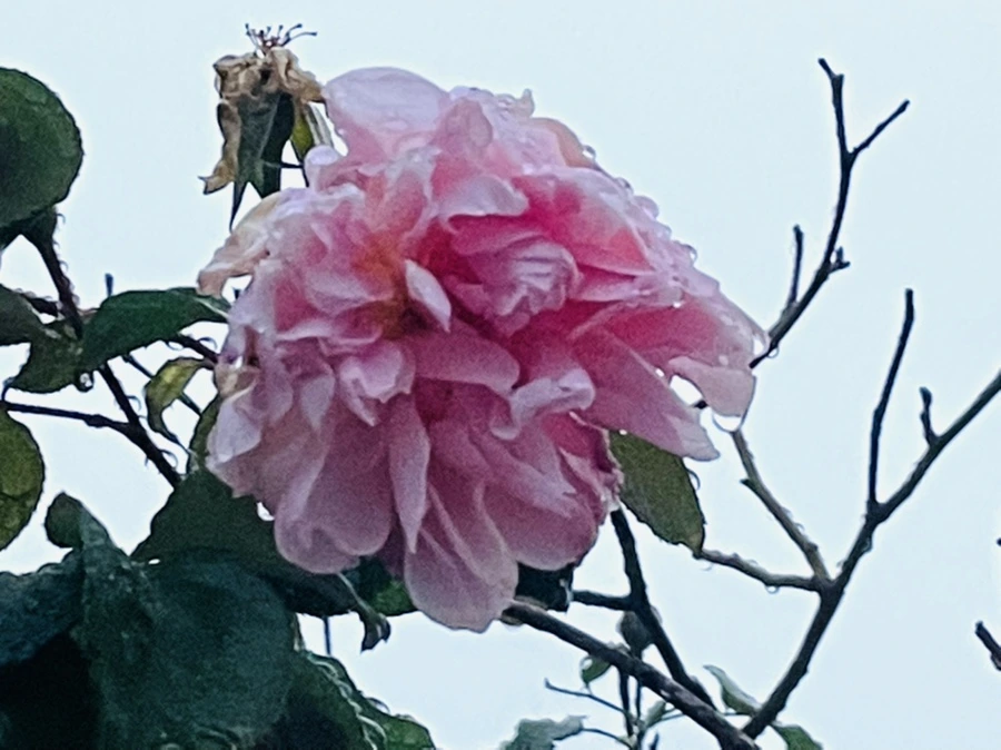 IMG_6382.jpg?type=w966