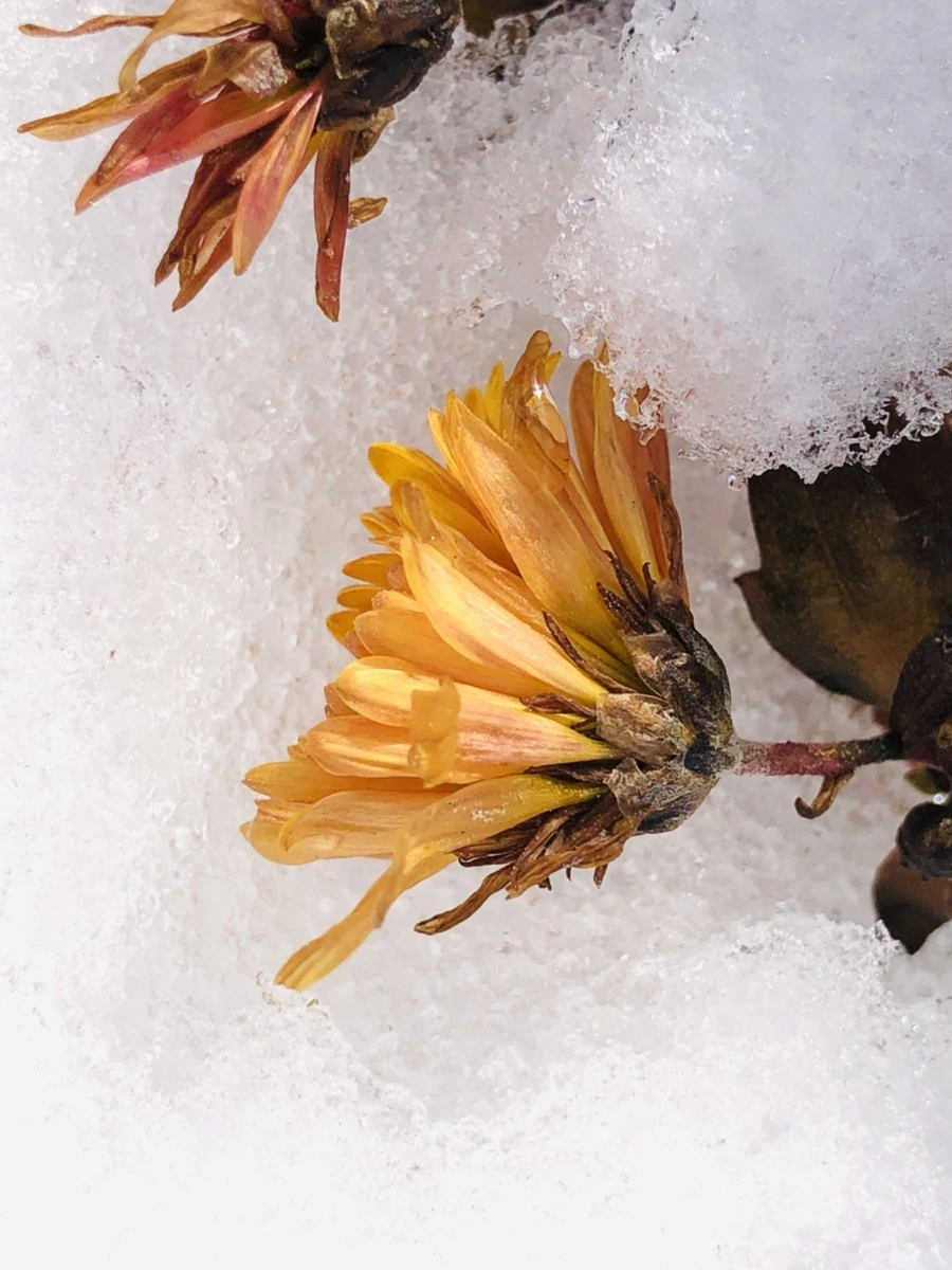 IMG_3705.jpg?type=w966