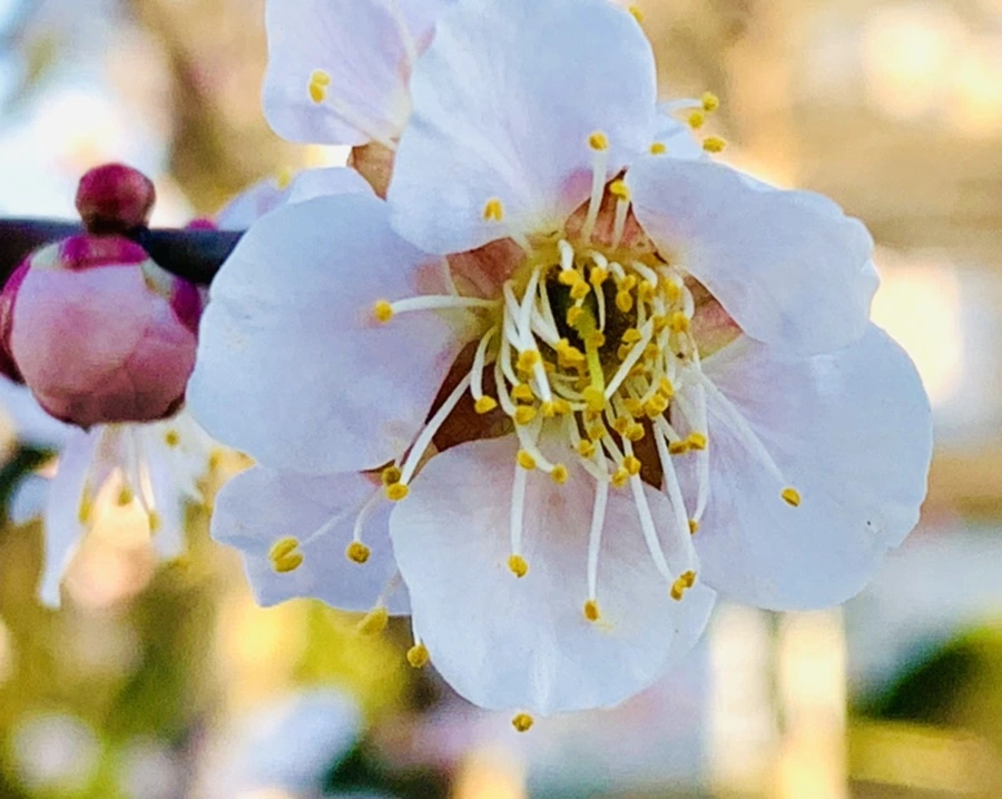 IMG_0775.jpg?type=w966