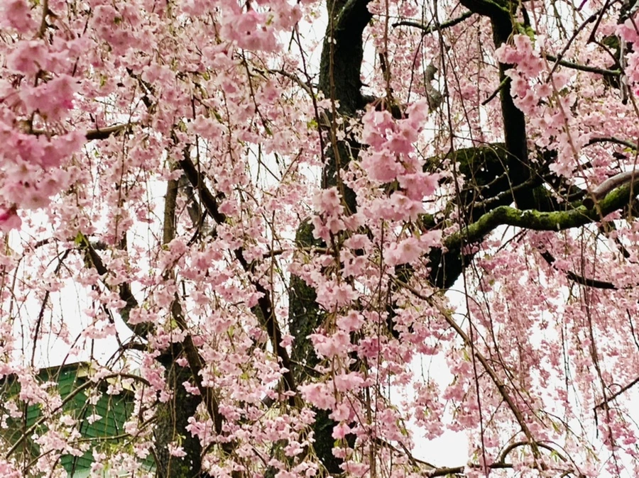 IMG_2303.jpg?type=w966