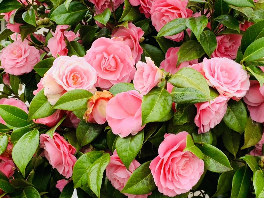 IMG_1414.jpg?type=w966