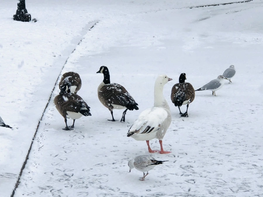 IMG_4201.jpg?type=w966