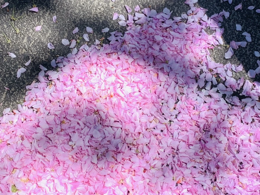 IMG_5668.jpg?type=w966