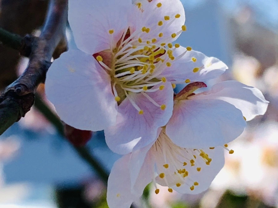 IMG_1357.jpg?type=w966