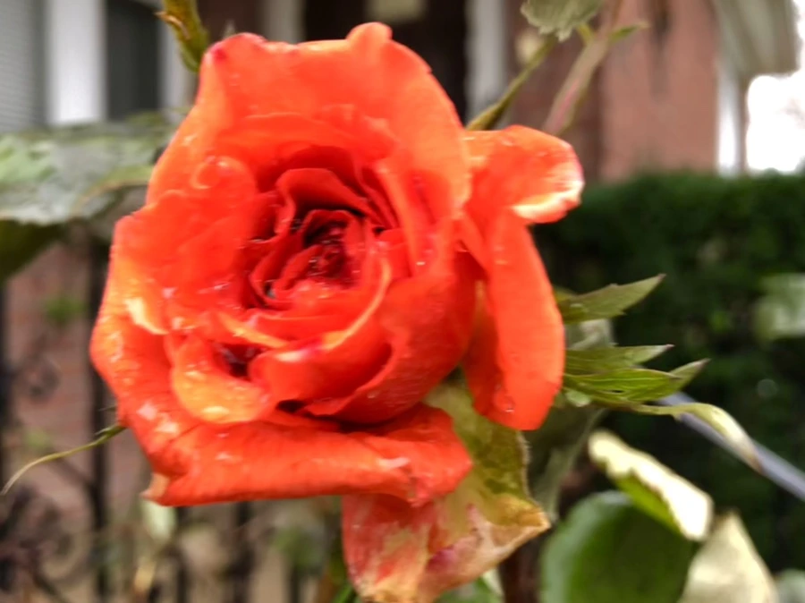 IMG_8095.jpg?type=w966