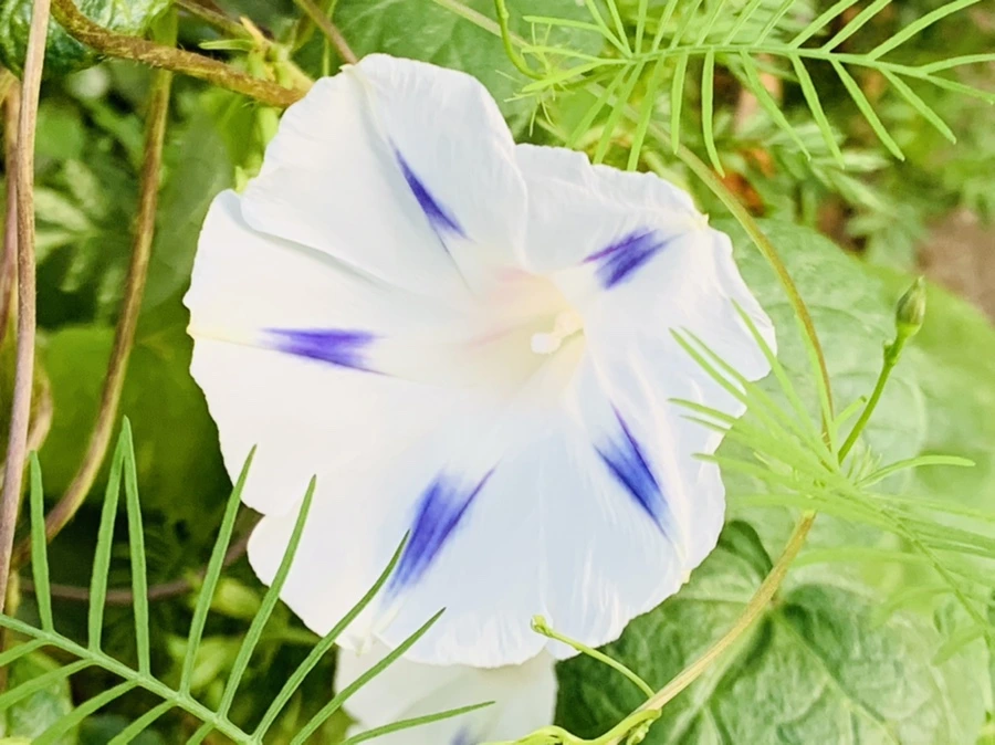 IMG_7050.jpg?type=w966