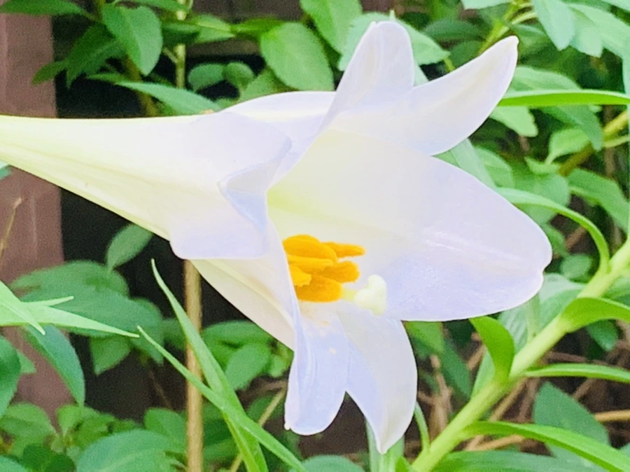 IMG_1027.jpg?type=w966